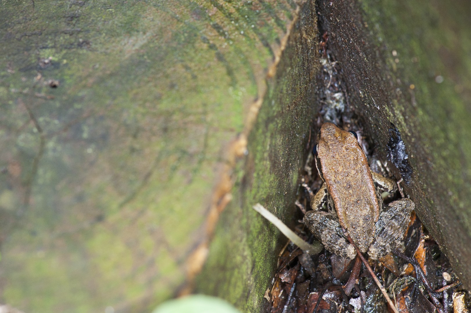 ラトウチガエル (Hylarana latouchii)