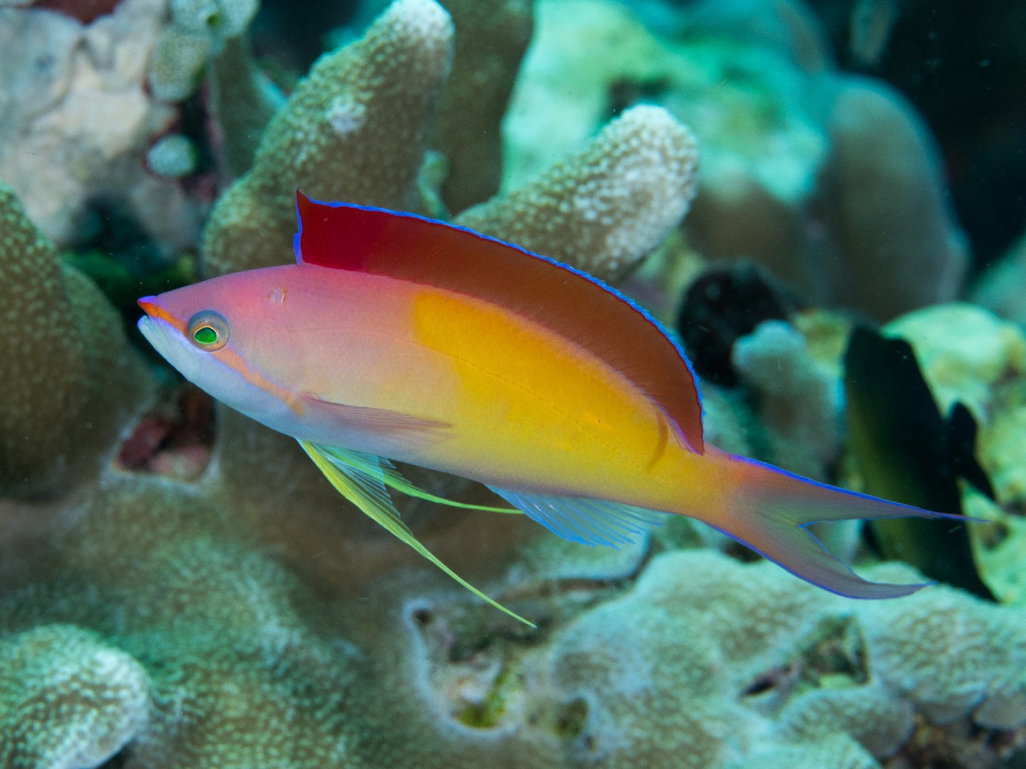 アカネハナゴイ (Pseudanthias dispar)