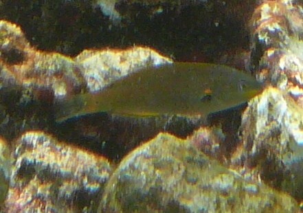 Belted wrasse (Stethojulis balteata)