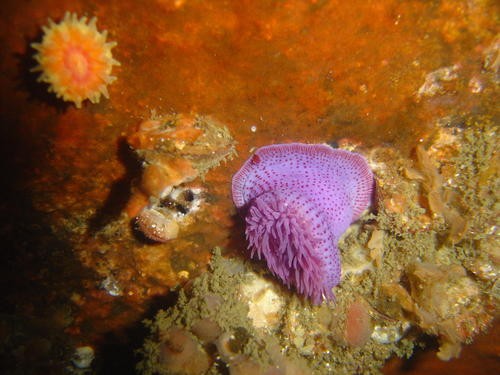 Knobbly anemone (Bunodosoma capense)