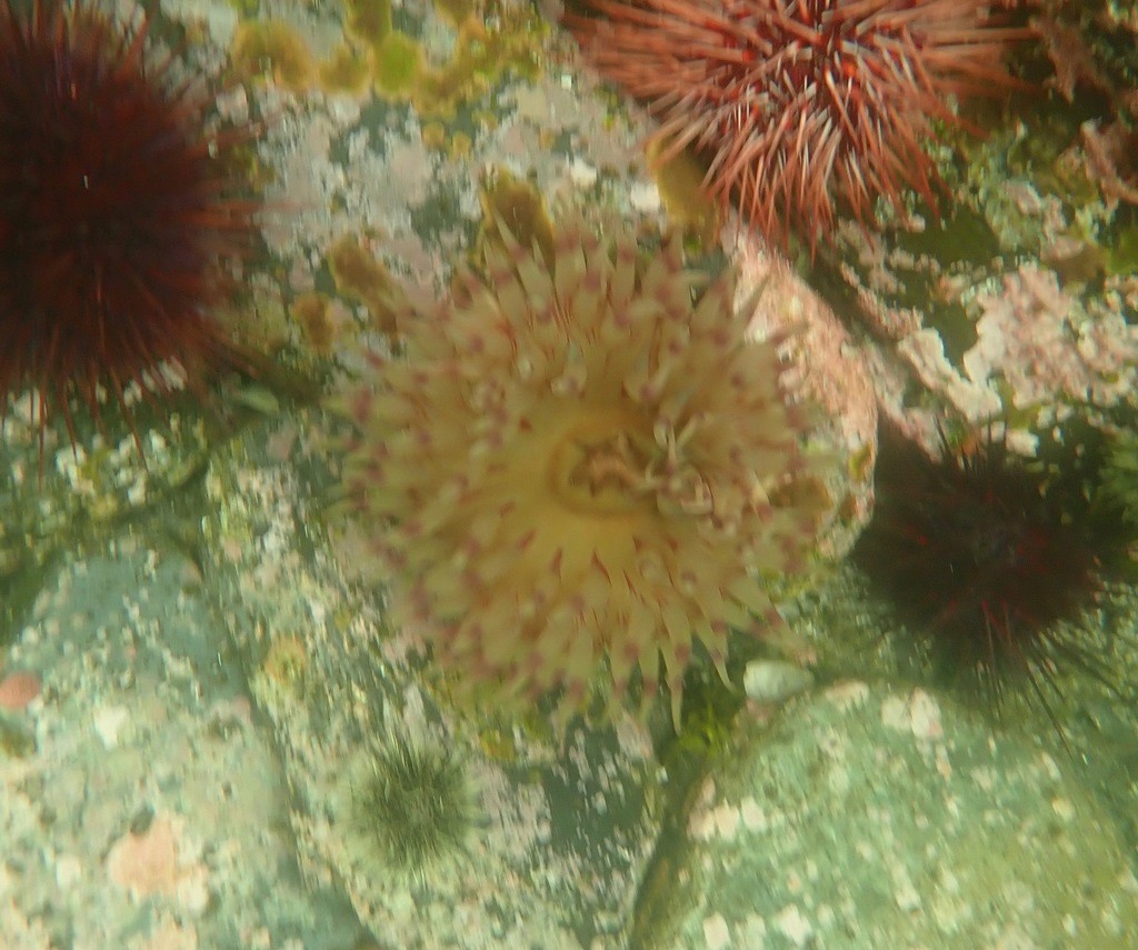 Painted anemone (Urticina grebelnyi)