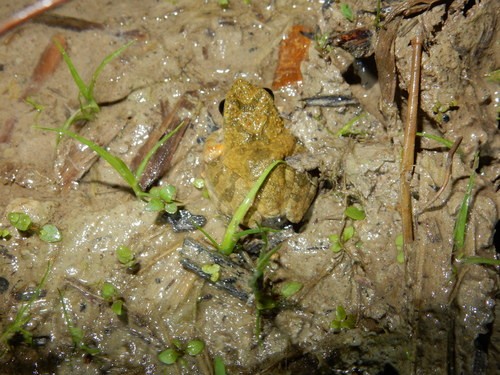 溪樹蛙屬 (Buergeria)