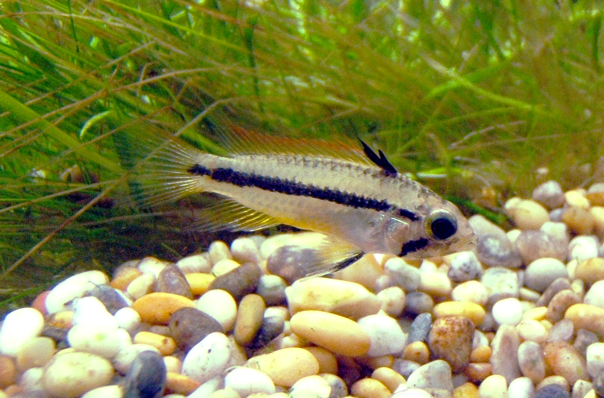 Apistogramma (Apistogramma)