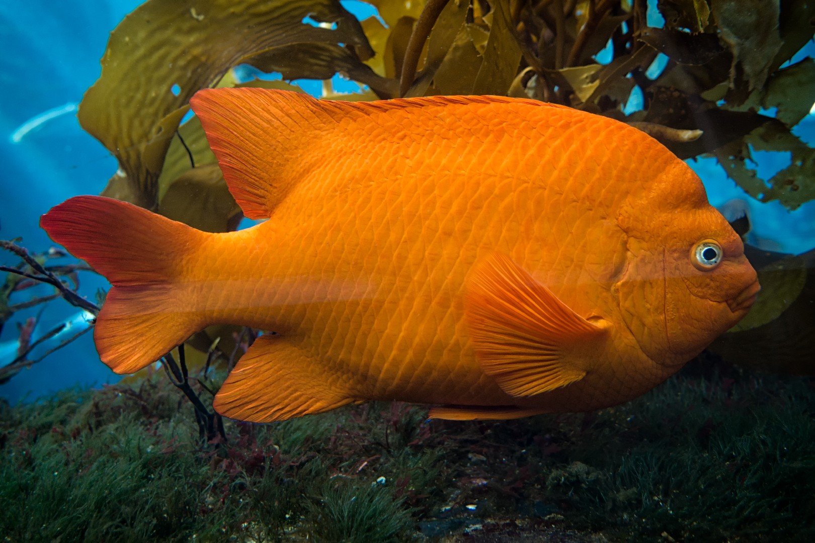 Jaqueta garibaldi (Hypsypops rubicundus)