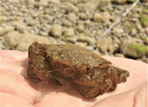 Telmessus (Telmessus)