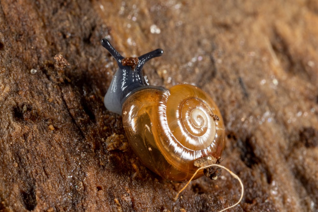 Gloss snails (Zonitoides)
