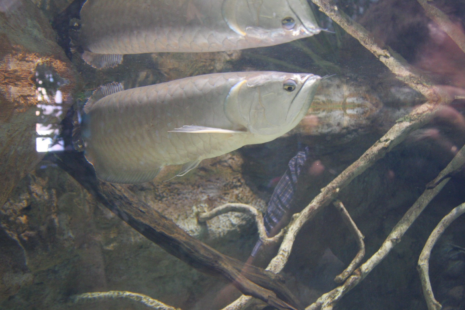 雙鬚骨舌魚 (Osteoglossum bicirrhosum)