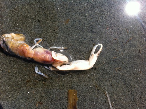 Bay ghost shrimp (Neotrypaea californiensis)