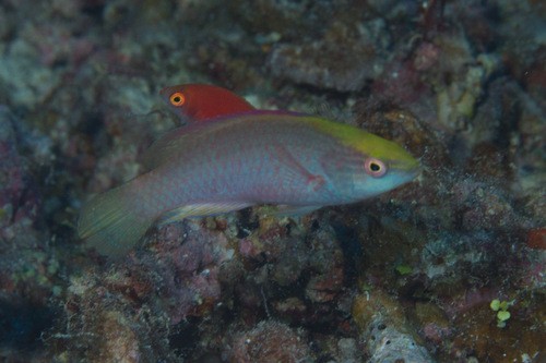 Fairy wrasses (Cirrhilabrus)