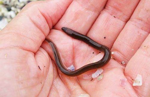 Short-finned eel (Anguilla australis)