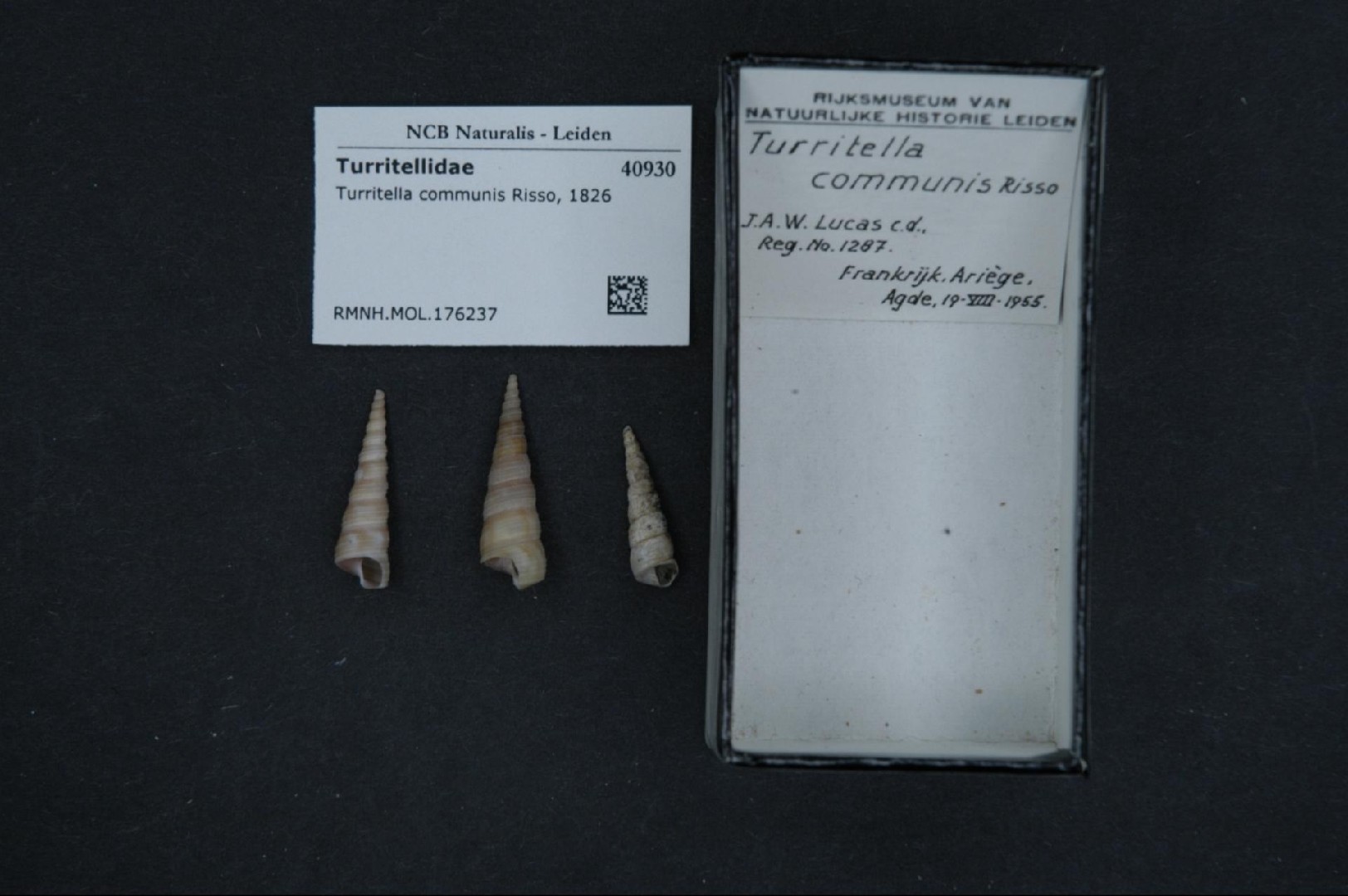 Common tower shell (Turritella communis)