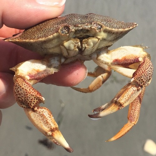 Atlantic rock crab (Cancer irroratus)