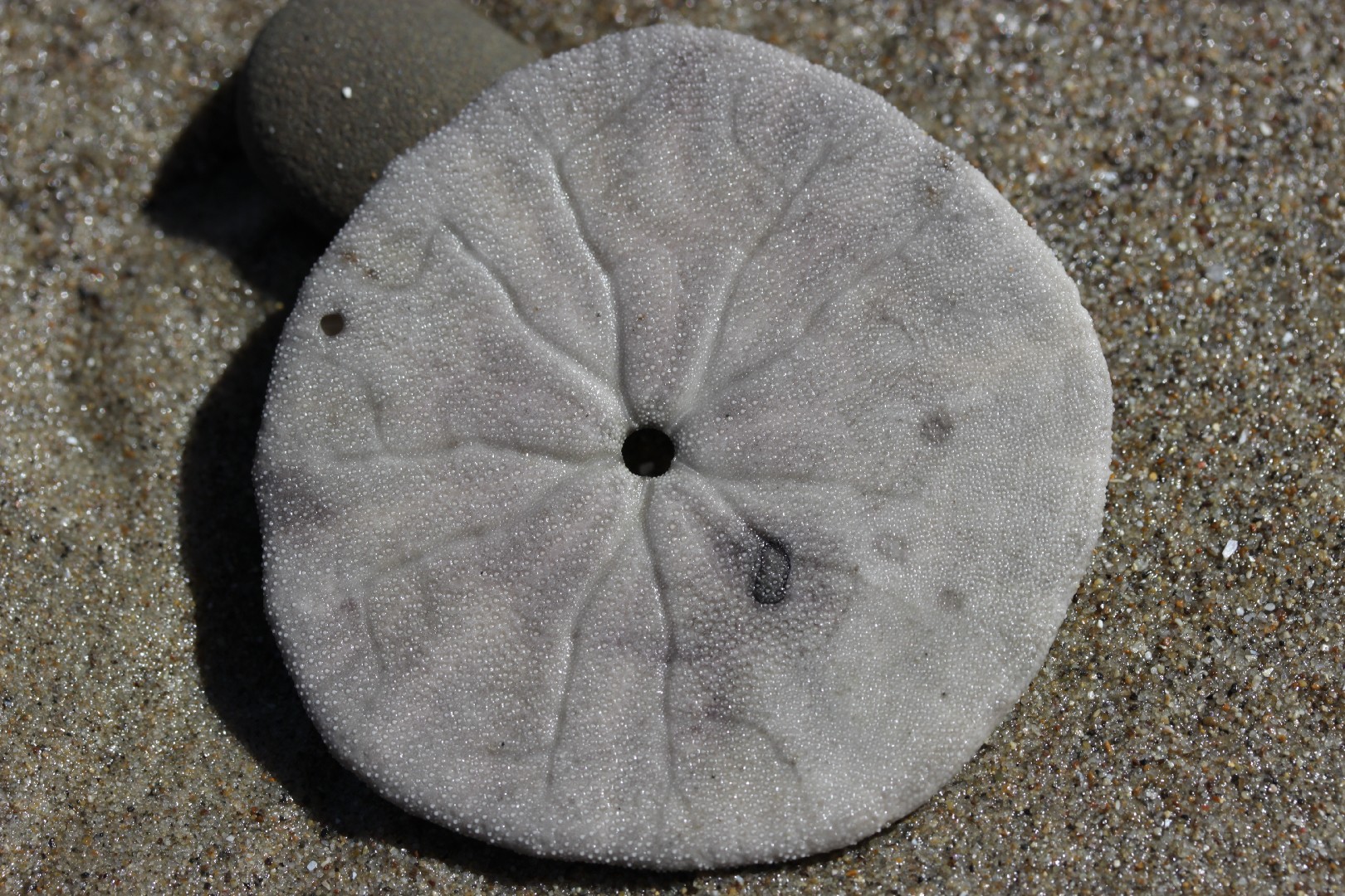 Eccentric sand dollar (Dendraster excentricus)