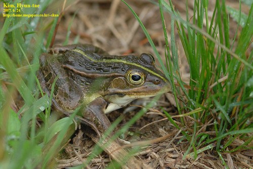 Dark-spotted frog (Pelophylax nigromaculatus)