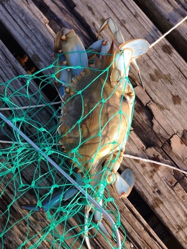 Blaukrabbe (Callinectes sapidus)