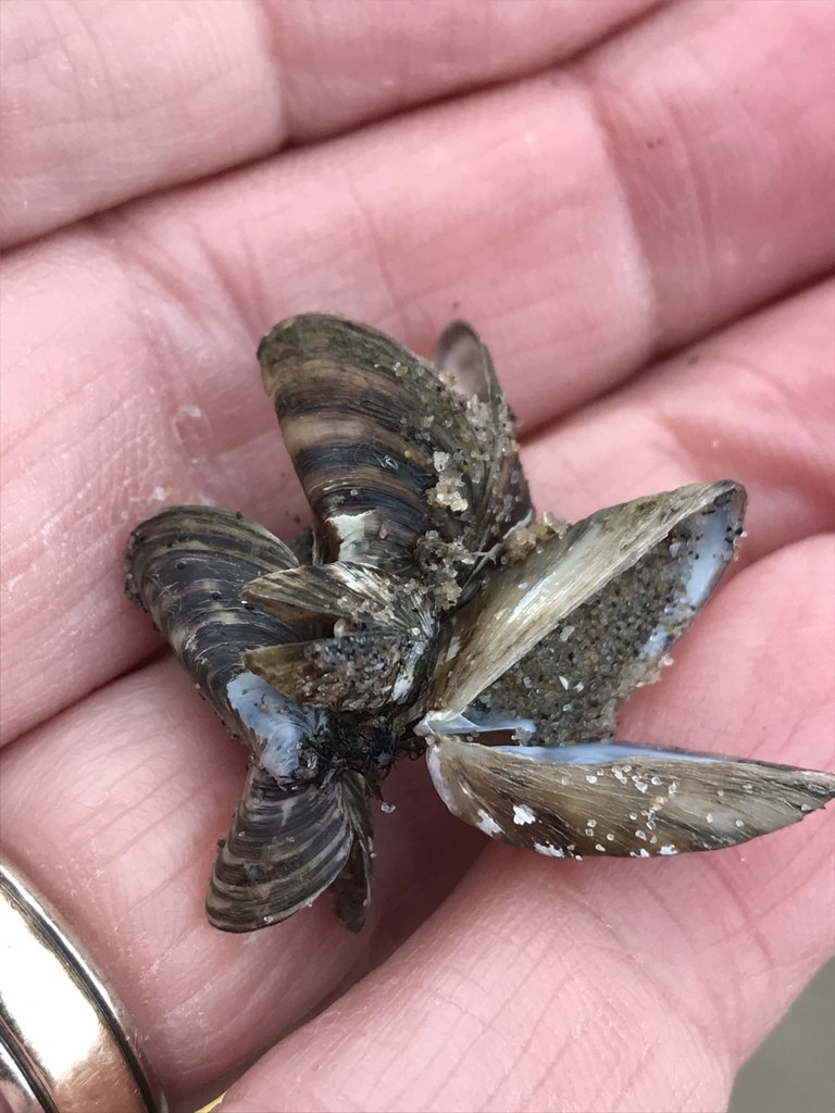 Dreissenid mussel (Dreissena)