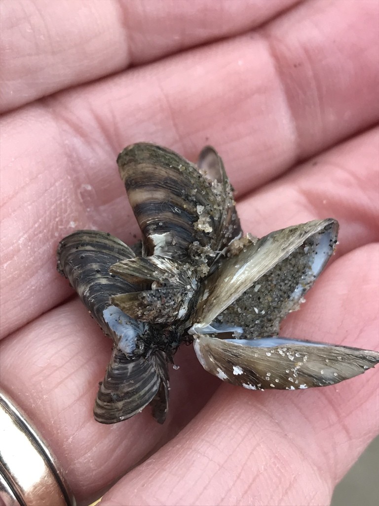 Zebra mussel (Dreissena polymorpha)