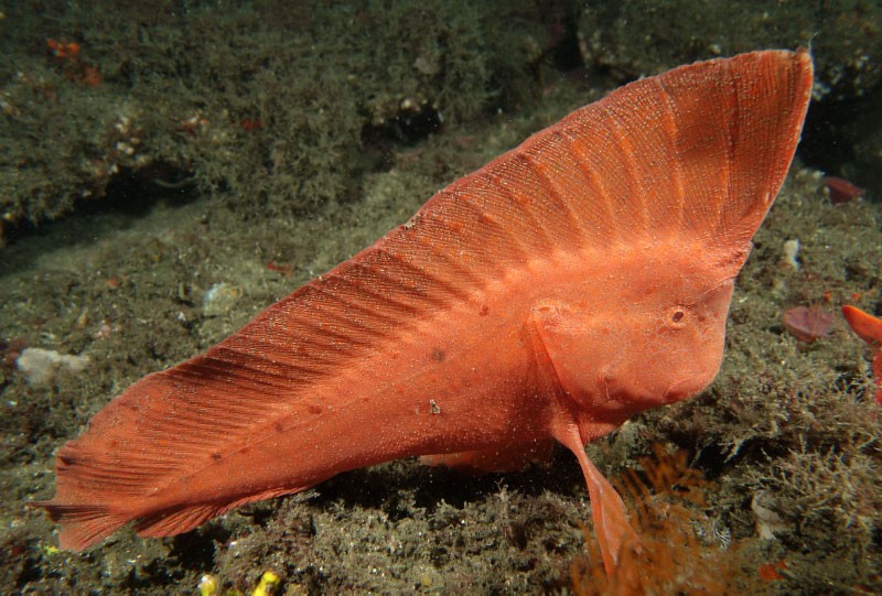 Indian fishes (Pataecus)