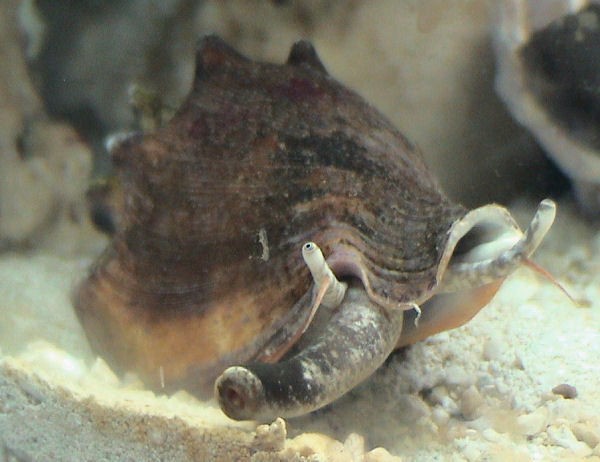 Little bear conch (Strombus)