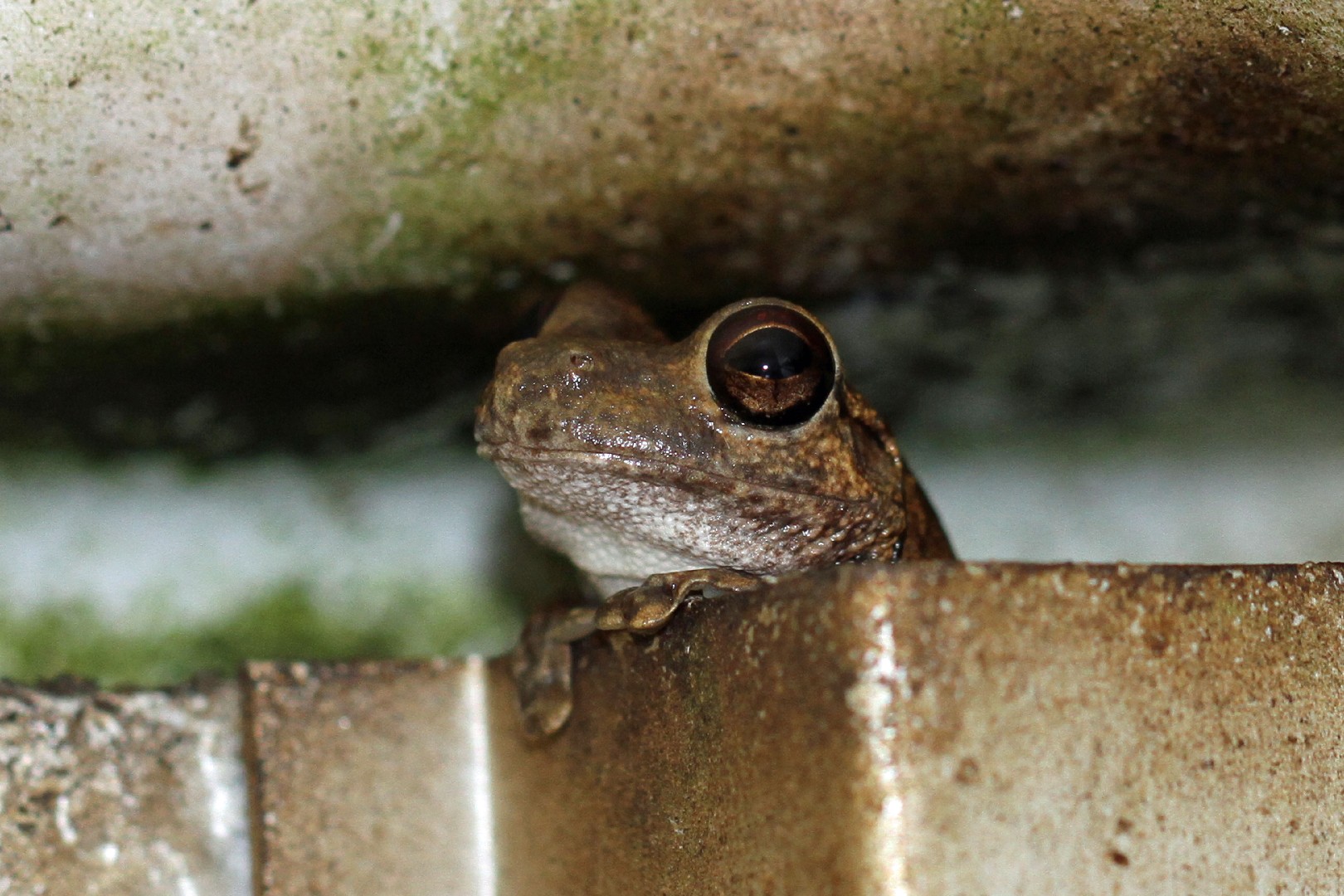Desert tree frog (Litoria rubella)