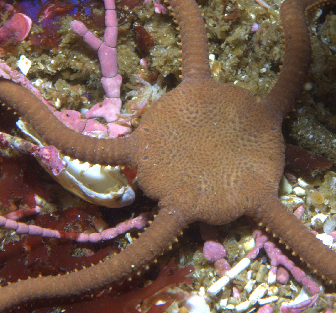 Esmark's brittle star (Ophioplocus esmarki)