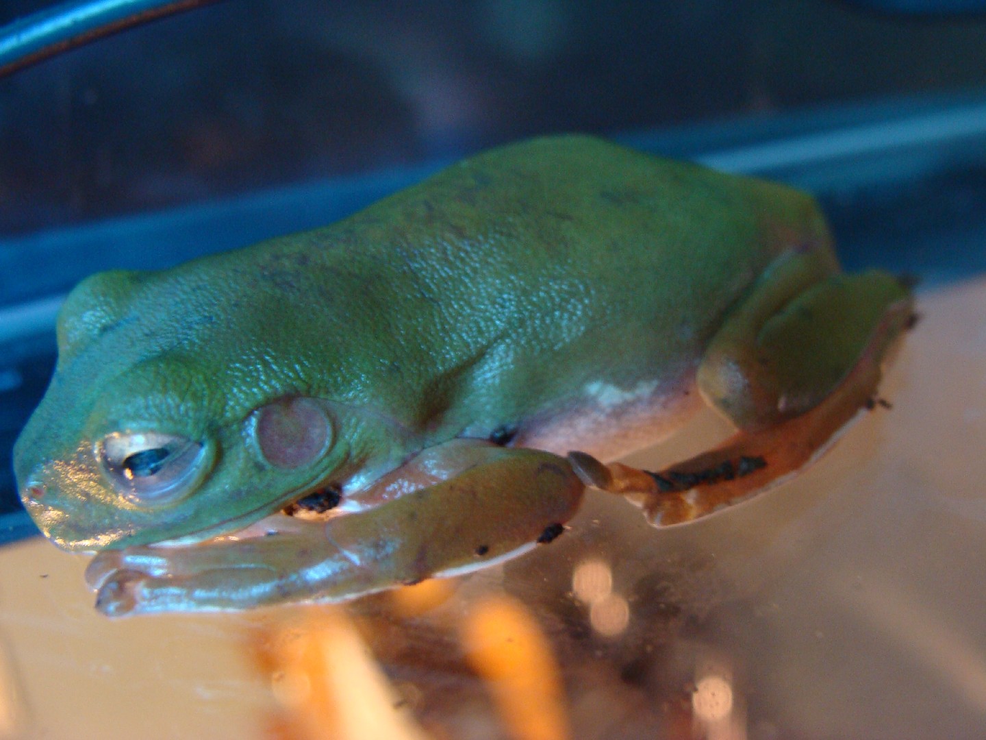 Litoria caerulea (Litoria caerulea)