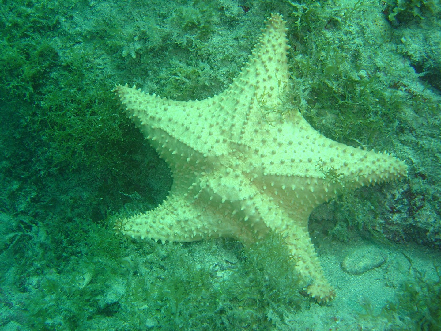 Red cushion sea star (Oreaster reticulatus)