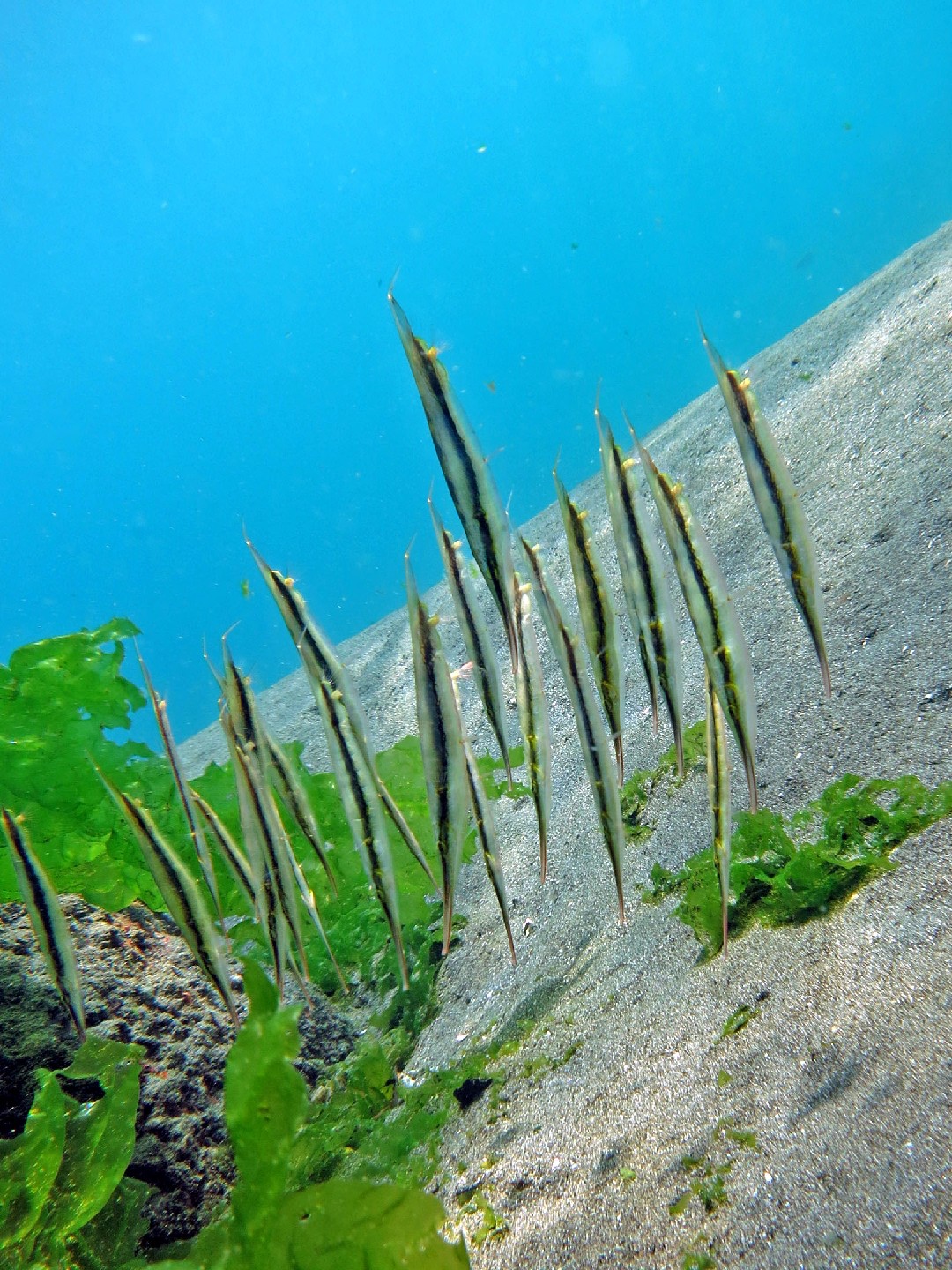 Gestreifter schnepfenmesserfisch (Aeoliscus strigatus)