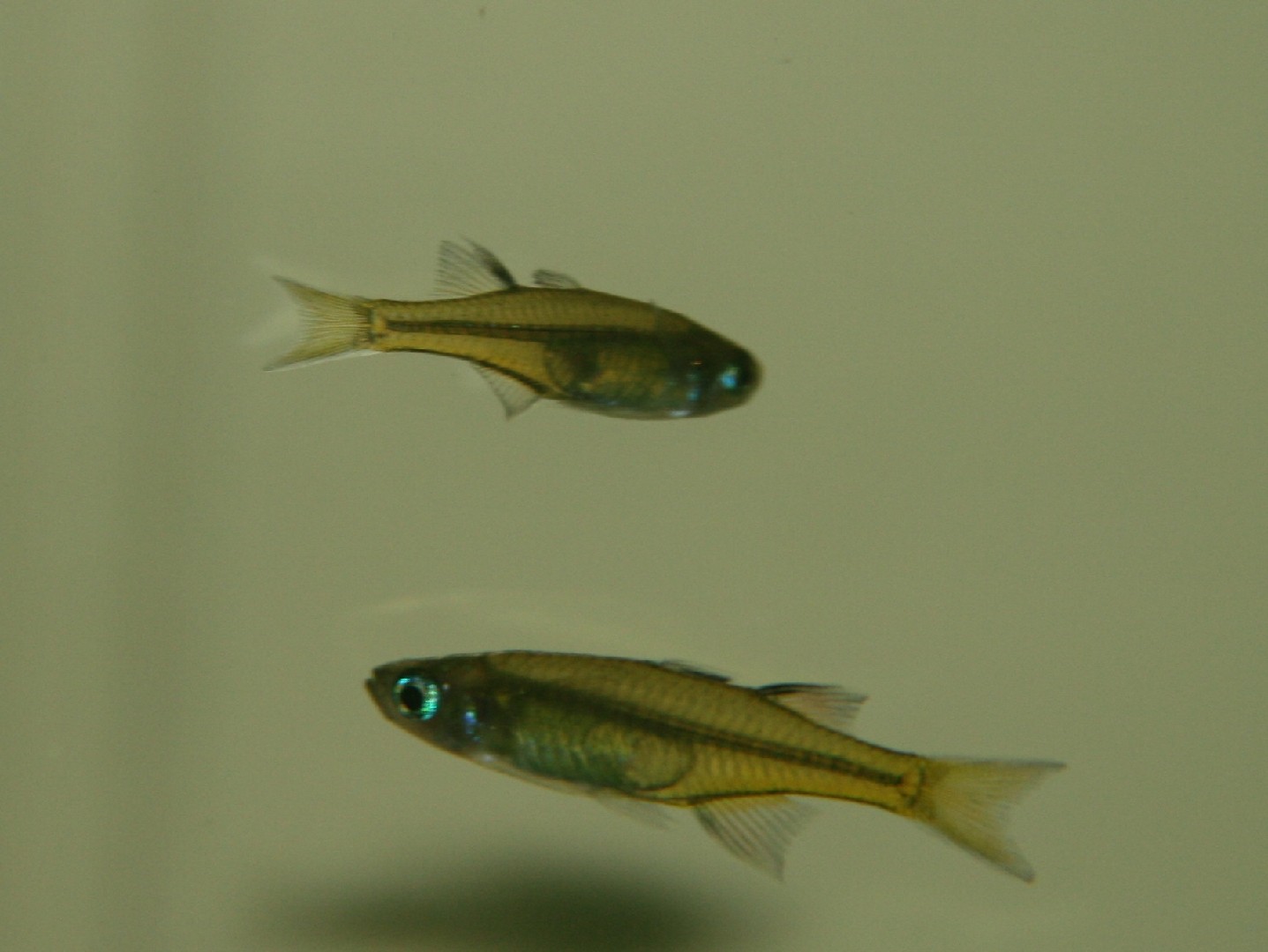 Pacific blue eye (Pseudomugil signifer)