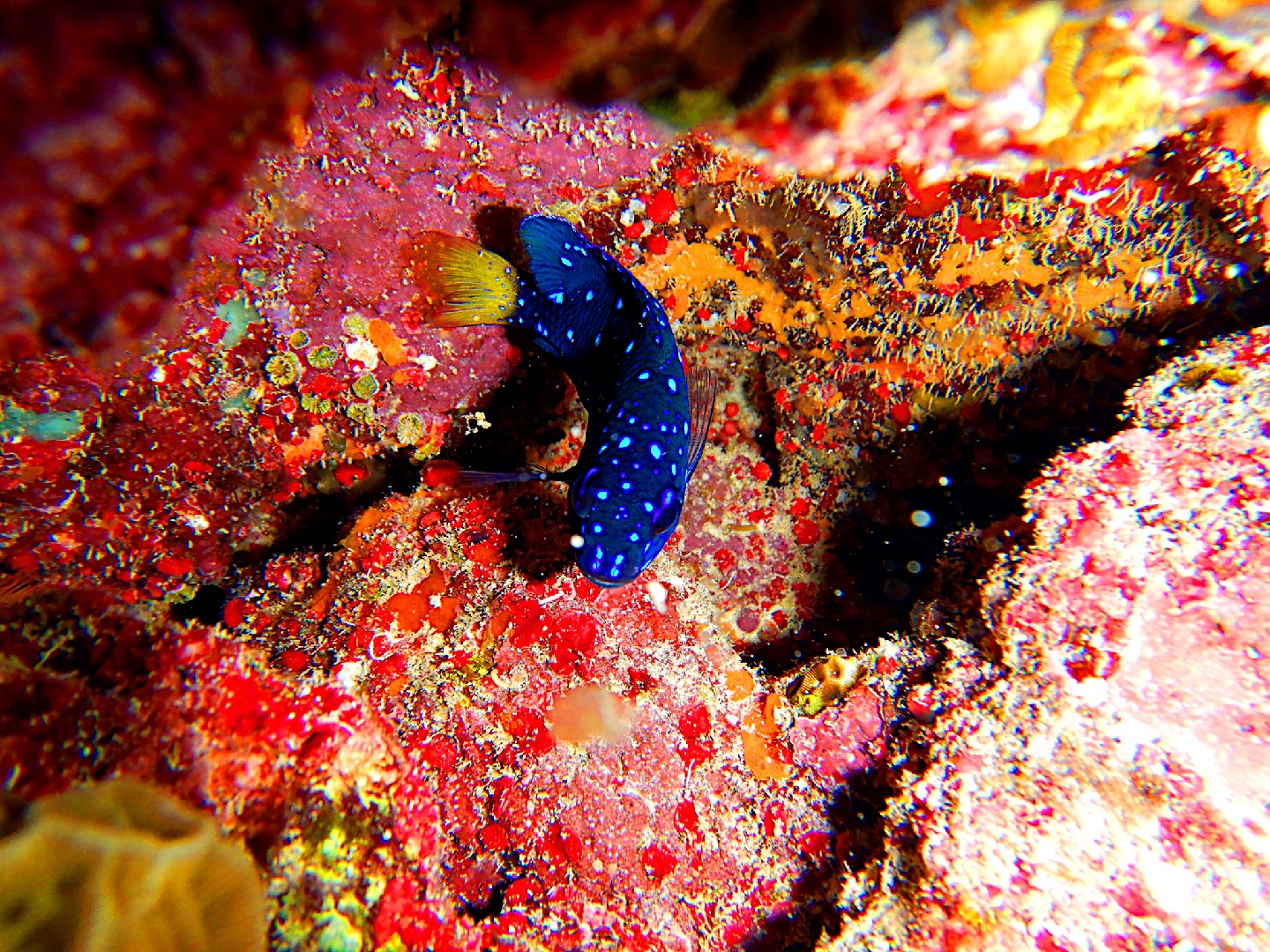 Chopita de cola amarilla (Microspathodon chrysurus)