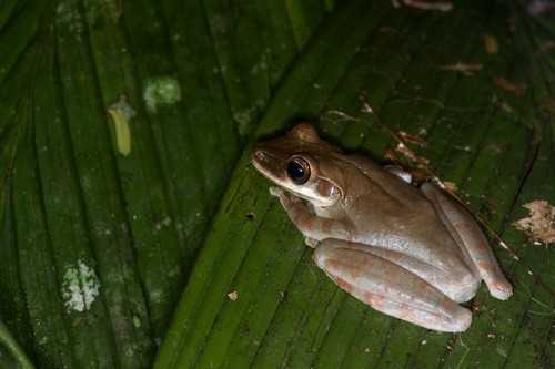 Slender-legged treefrogs (Osteocephalus)