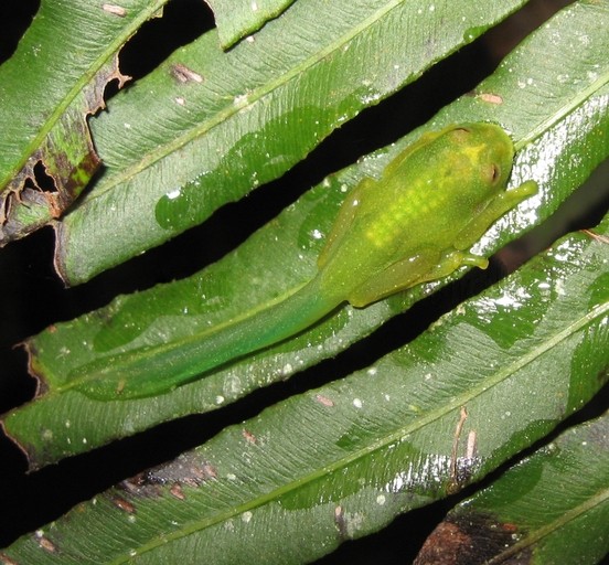 Glass frogs (Hyalinobatrachium)