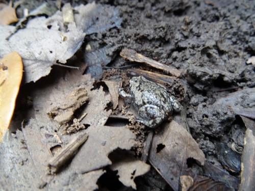 Eastern narrow-mouthed toad (Gastrophryne carolinensis)