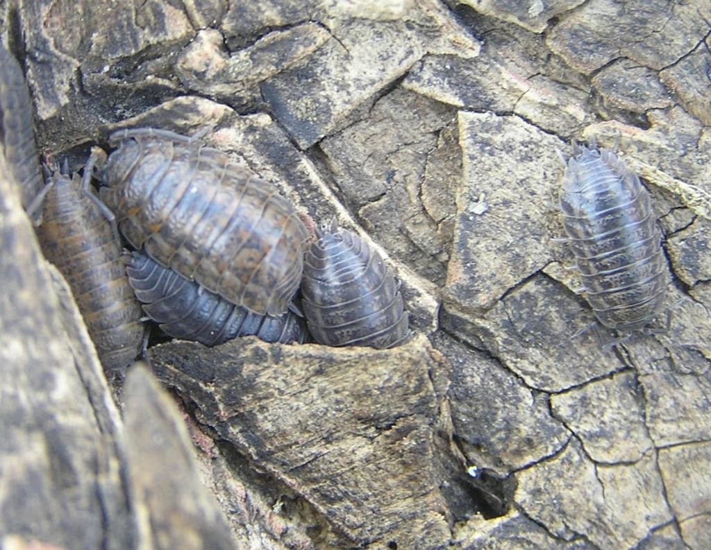 Rathke's Woodlouse (Trachelipus rathkii)