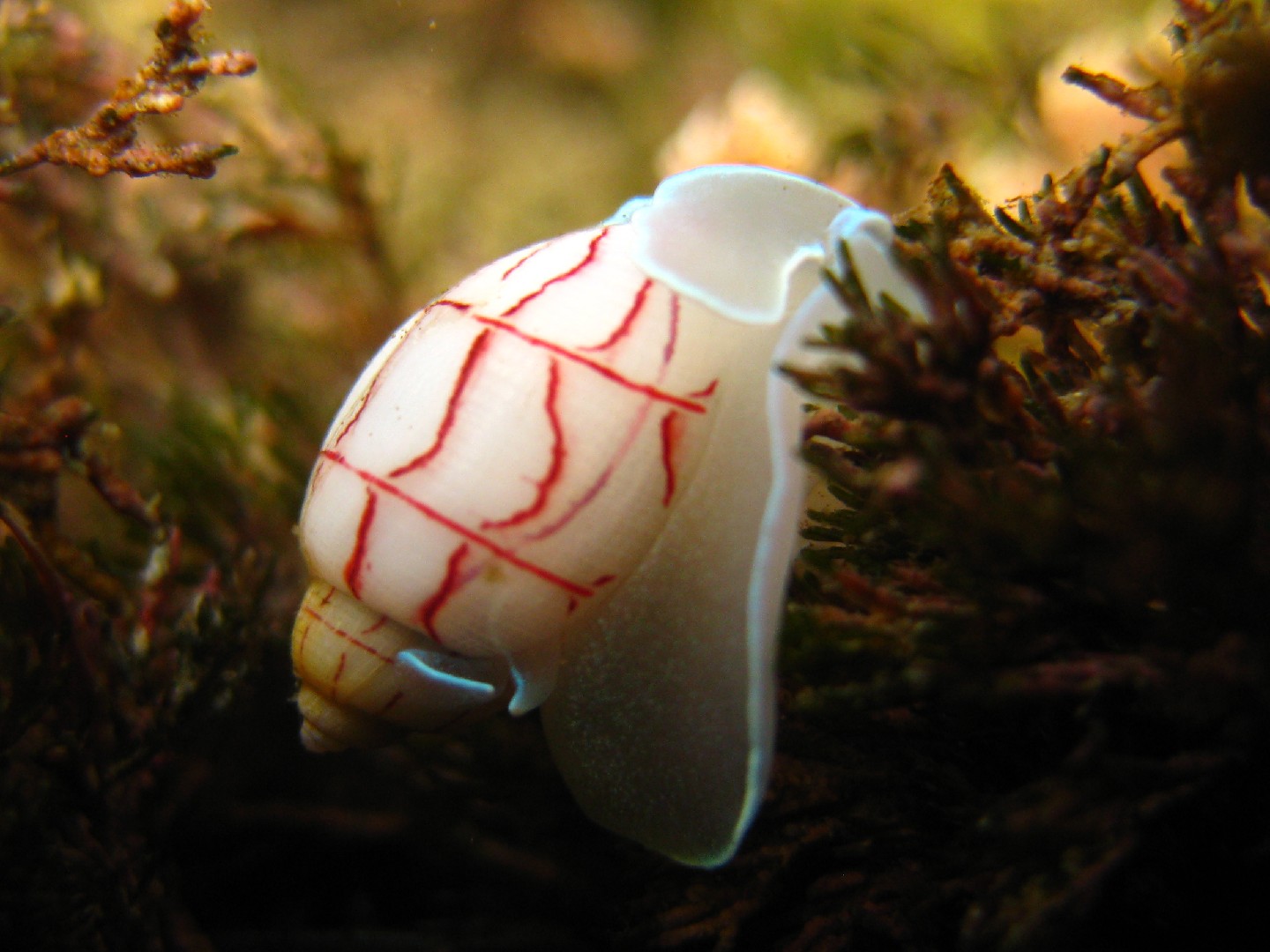 Red-lined bubble snail (Bullina lineata)