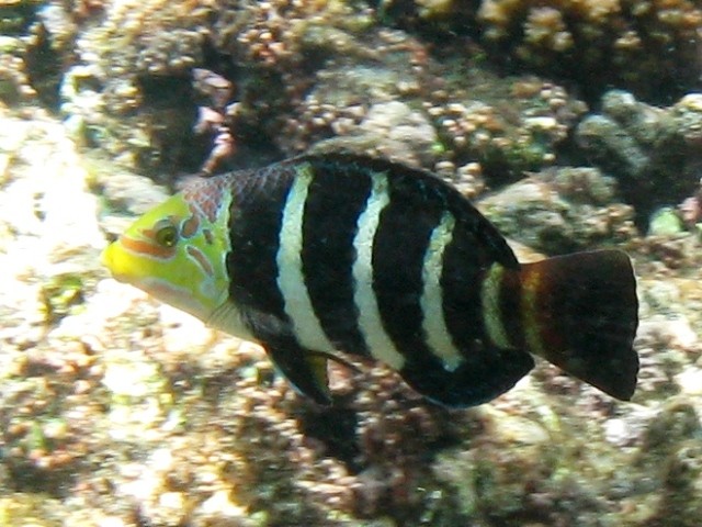 Labre à bandes noires (Hemigymnus fasciatus)