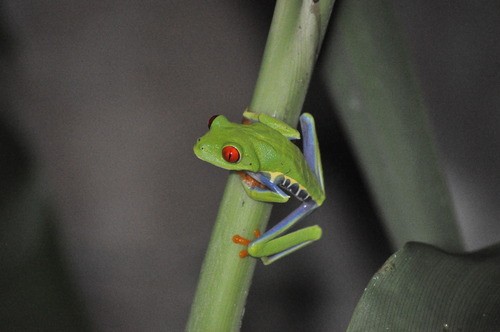 Rana de árbol de ojos rojos (Agalychnis callidryas)