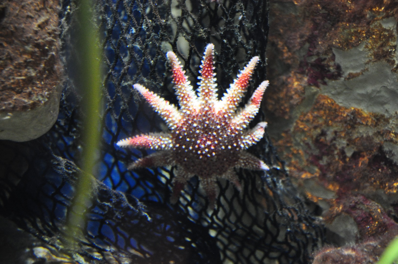 輪海星 (Crossaster papposus)