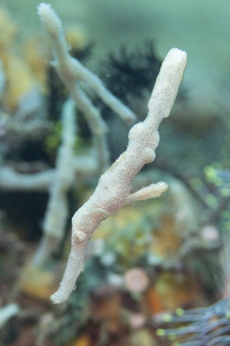 カミソリウオ属 (Solenostomus)