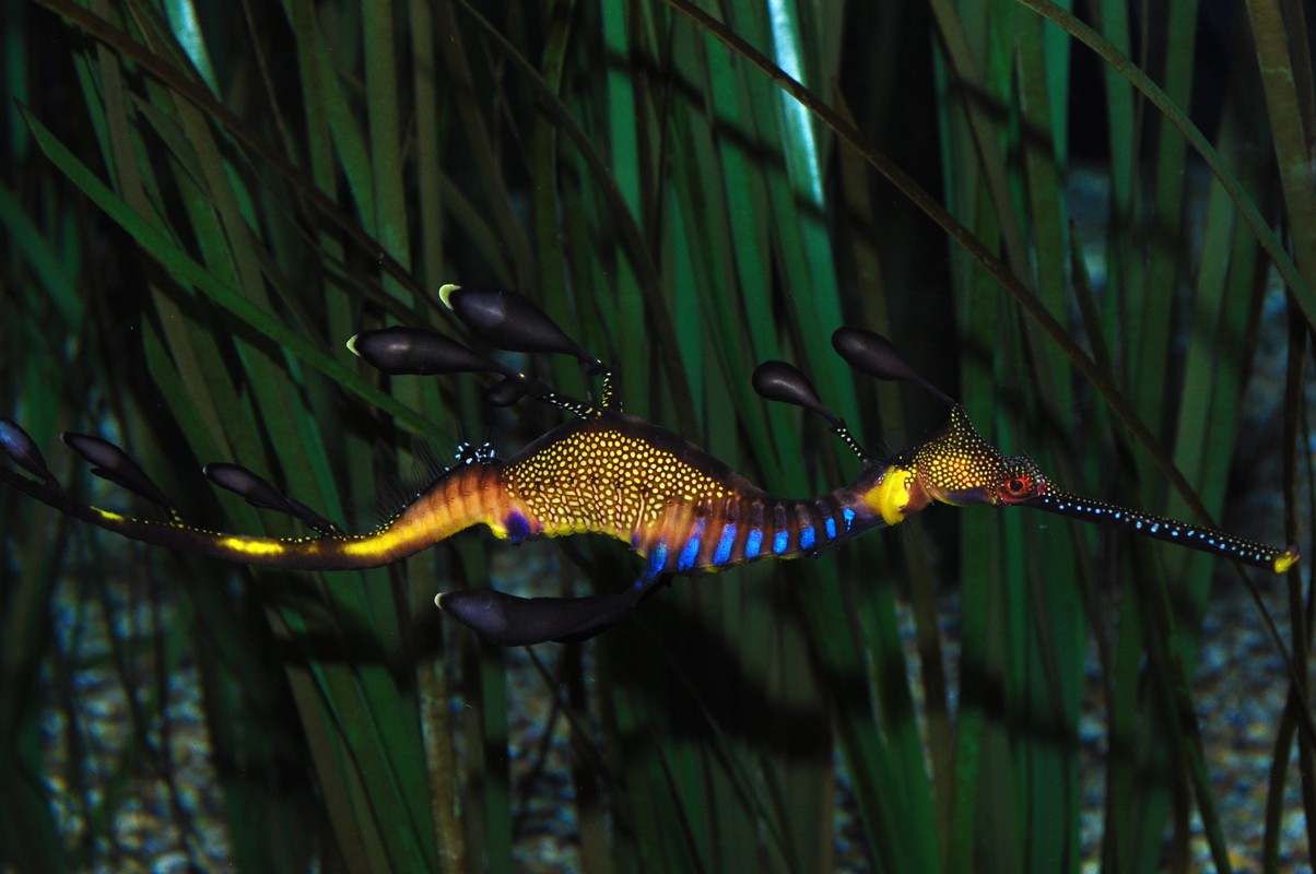 草海龙 (Phyllopteryx taeniolatus)