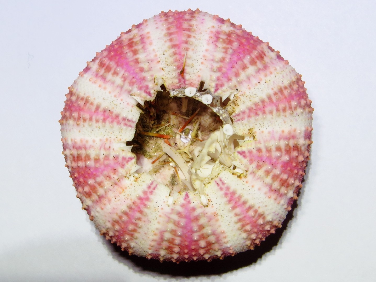 Flower urchin (Toxopneustes pileolus)