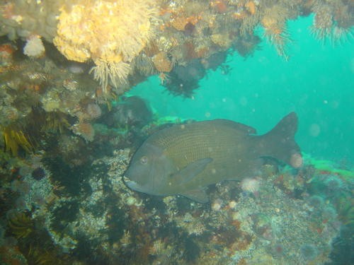 John brown (Gymnocrotaphus curvidens)