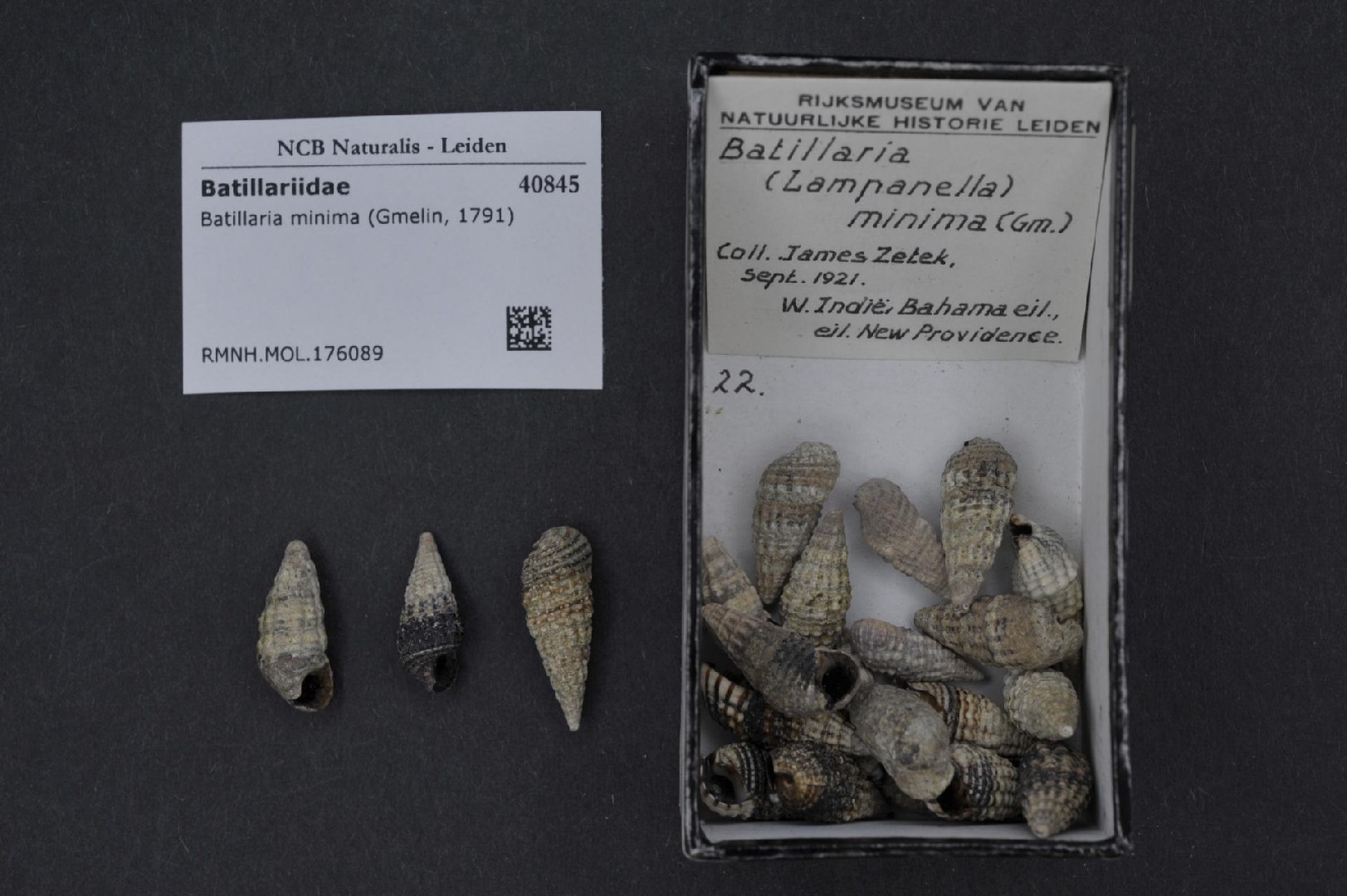 Lampanella (Lampanella)
