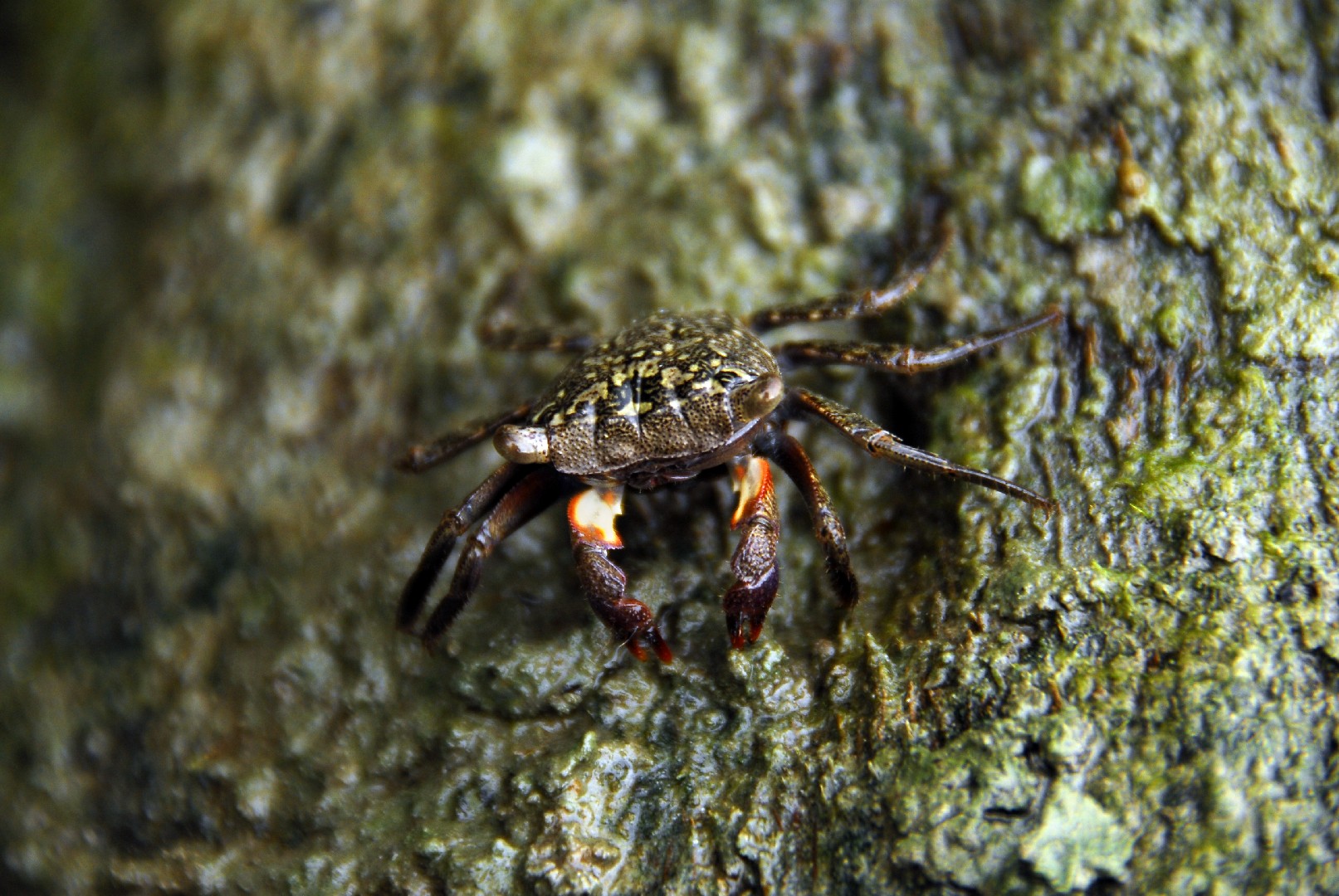 Cangrejo de pantano (Aratus pisonii)