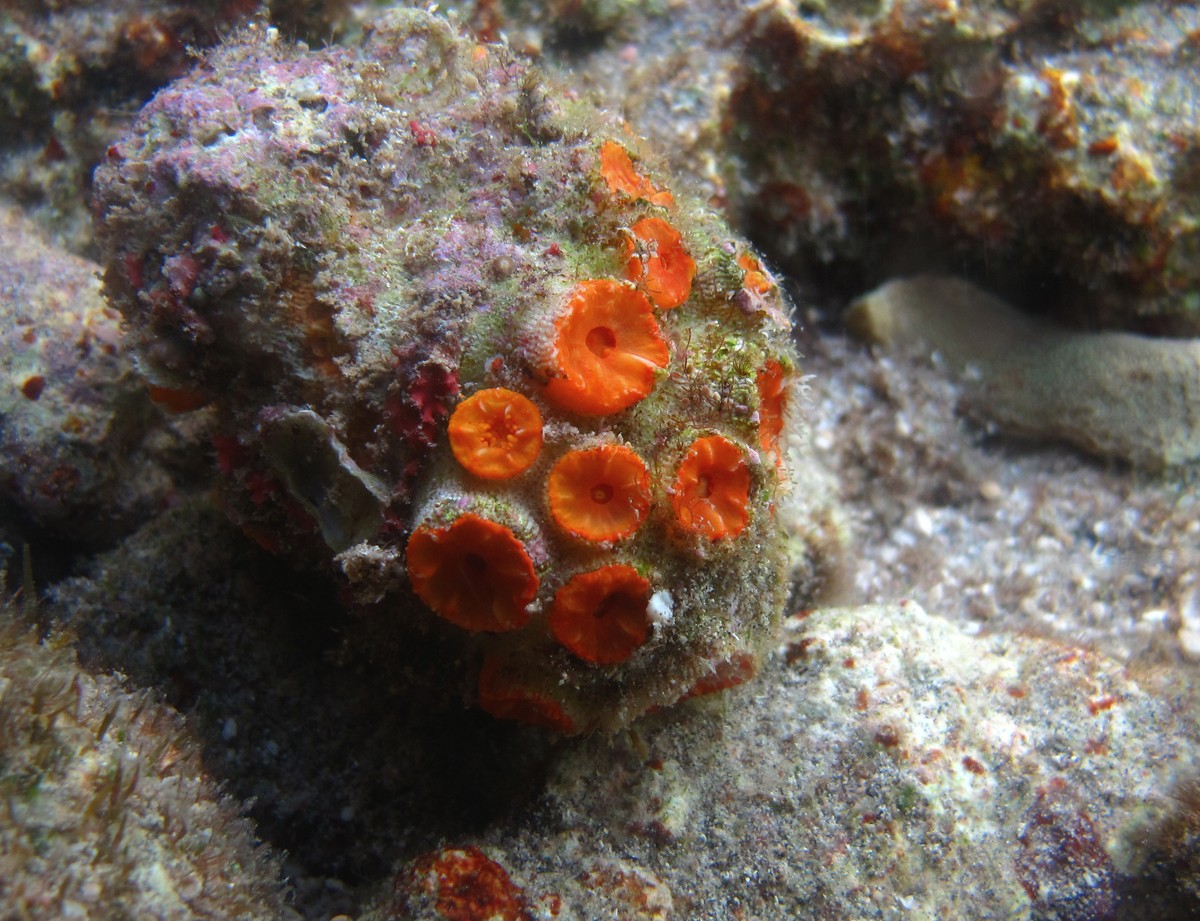 Orange cup coral (Tubastraea coccinea)