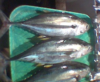 Тунцы (Thunnus) - Picture Fish