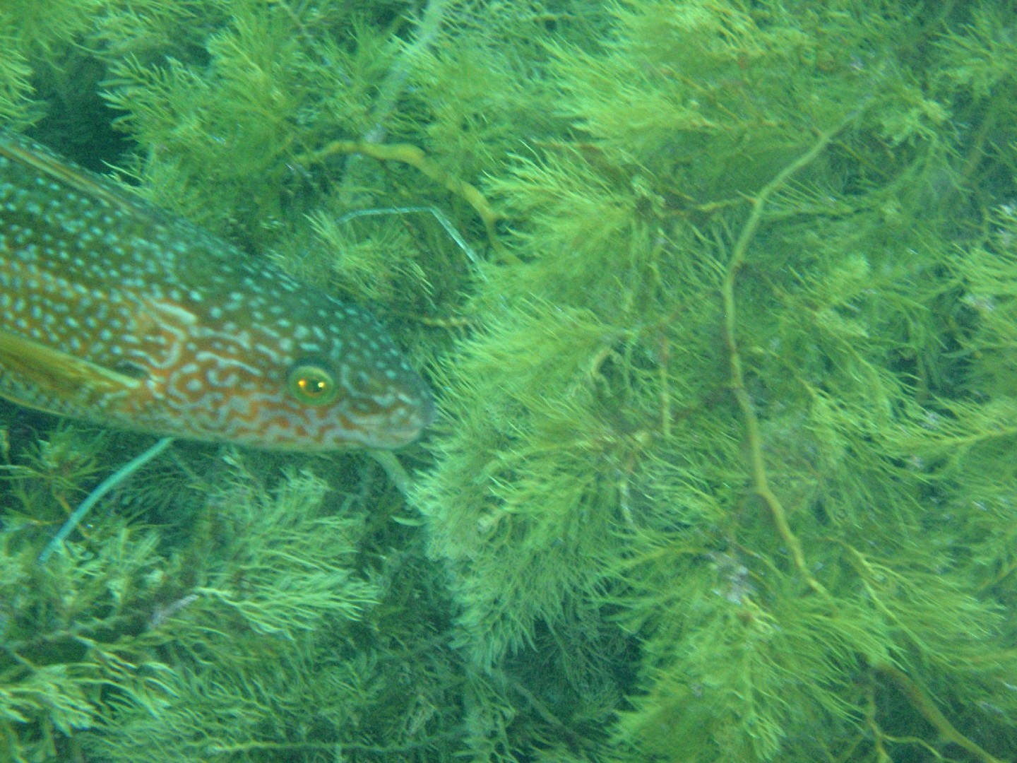 Olisthops cyanomelas (Olisthops cyanomelas)