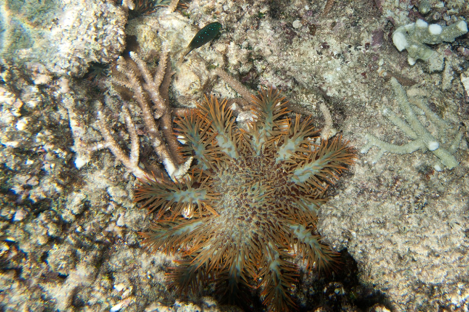 Couronne d'épines (Acanthaster planci)