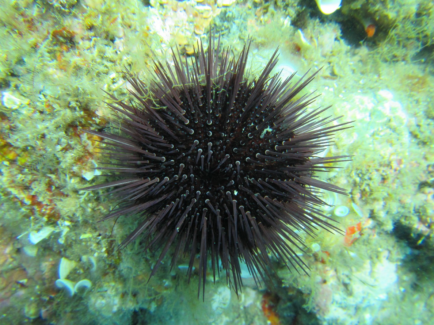 Atlantic purple sea urchin (Paracentrotus lividus)