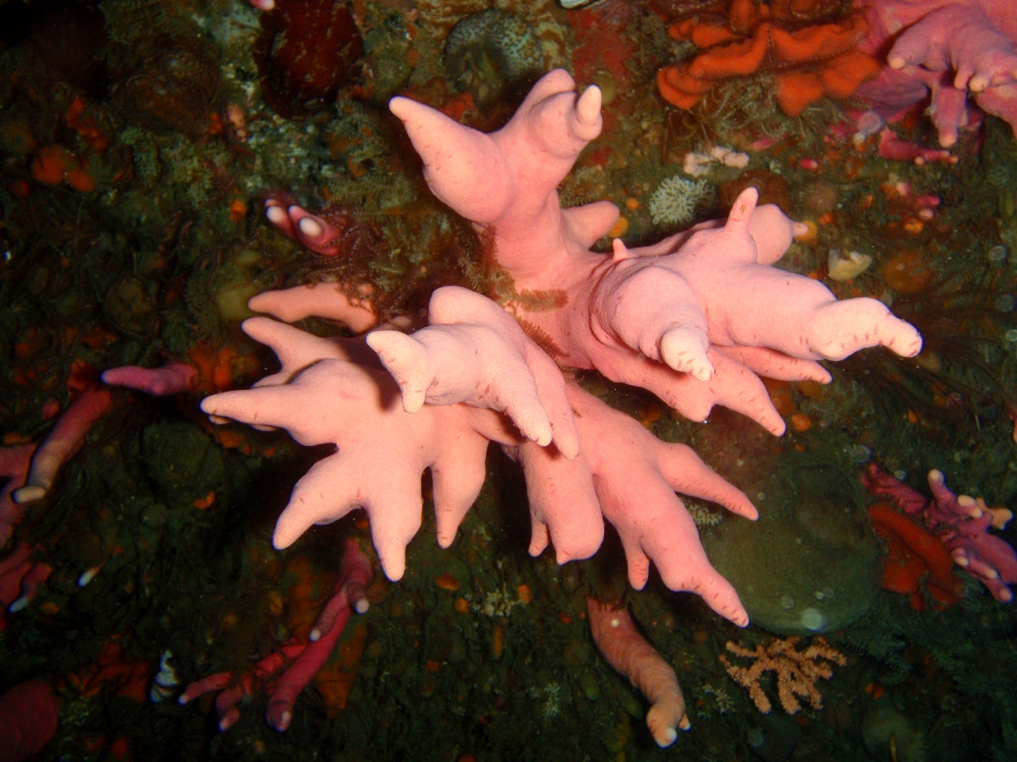 Noble coral (Stylaster nobilis)